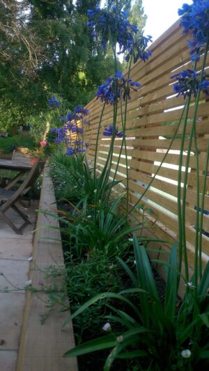 Planting agapanthus against our new fencing