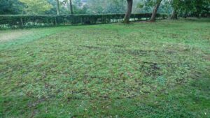 Wildflower turfing in Little Tew under planted with spring and summer bulbs