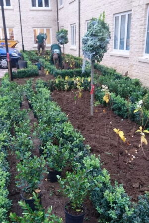 Planting box hedges and bay trees at a new care home in Chipping Norton