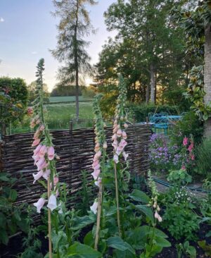 The foxgloves we planted last year on a garden in Cornwell looking great
