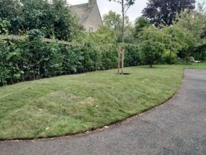 New lawn around the driveway and planting Burford
